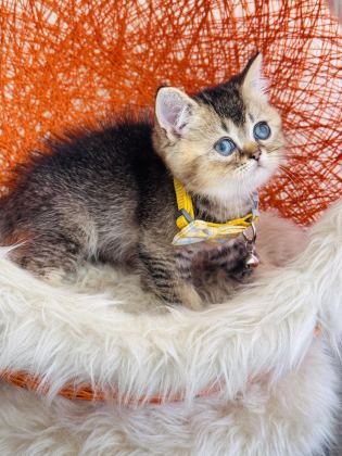 BRİTİSH SHORTHAİR BLACK GOLDEN YAVRU - British Shorthair - İstanbul