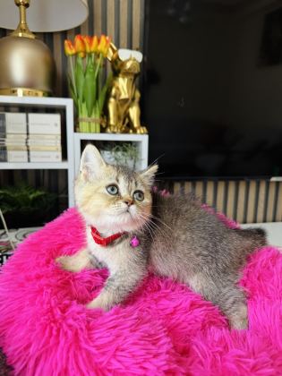 BRİTİSH SHORTHAİR BLACK GOLDEN - British Shorthair - İstanbul