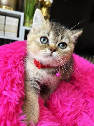 BRİTİSH SHORTHAİR BLACK GOLDEN - British Shorthair - İstanbul