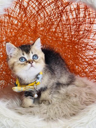 BRİTİSH SHORTHAİR BLACK GOLDEN YAVRU - British Shorthair - İstanbul