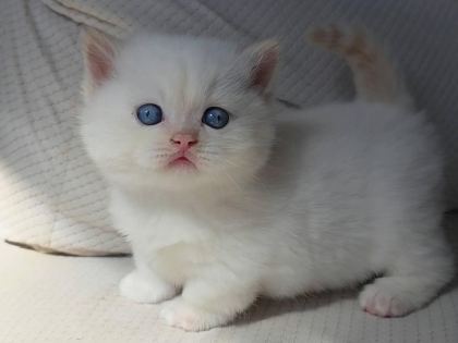 ŞECERELİ BRİTİSH YAVRULAR - British Shorthair - Konya