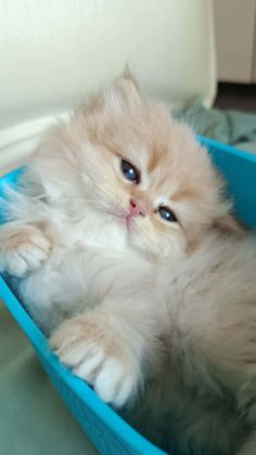 ŞECERELİ BRİTİSH YAVRULAR - British Shorthair - Konya