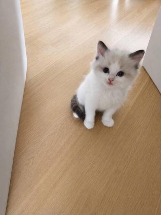 ŞECERELİ BRİTİSH YAVRULAR - British Shorthair - Konya