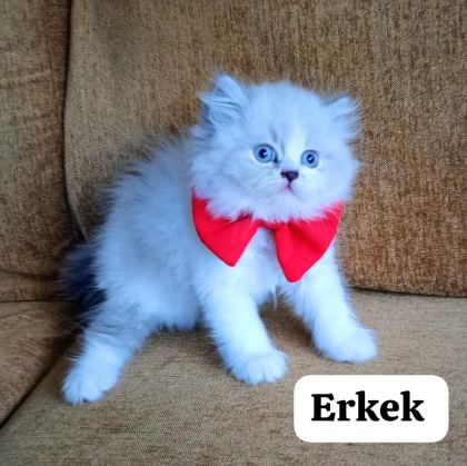 ŞECERELİ BRİTİSH YAVRULAR - British Shorthair - Konya