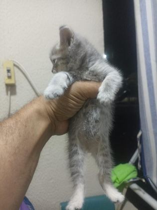 BAKMADAN GEÇMEYİN HER RENK KEDİMİZ MEVCUT - British Shorthair - İzmir