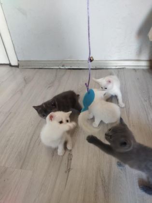 BAKMADAN GEÇMEYİN HER RENK KEDİMİZ MEVCUT - British Shorthair - İzmir