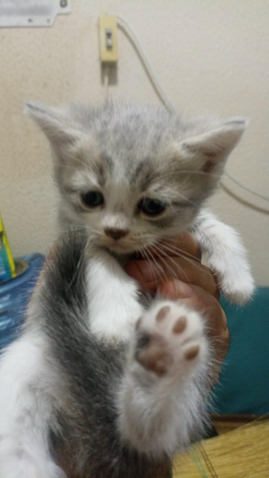 BAKMADAN GEÇMEYİN HER RENK KEDİMİZ MEVCUT - British Shorthair - İzmir