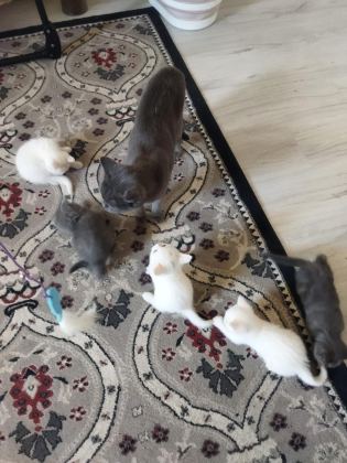 BAKMADAN GEÇMEYİN HER RENK KEDİMİZ MEVCUT - British Shorthair - İzmir