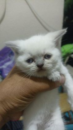 BAKMADAN GEÇMEYİN HER RENK KEDİMİZ MEVCUT - British Shorthair - İzmir
