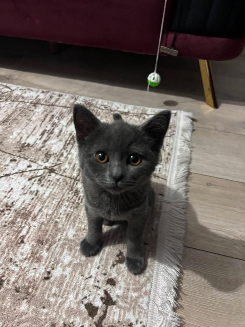 3 AYLIK YAVRU KEDİYE YUVA ARIYORUZ - British Shorthair - Sivas
