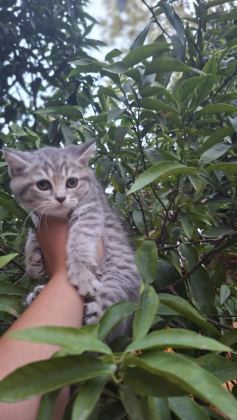 MİNİK YAVRU KEDİMİZ YENİ YUVASINI BEKLİYOR - British Shorthair - Antalya