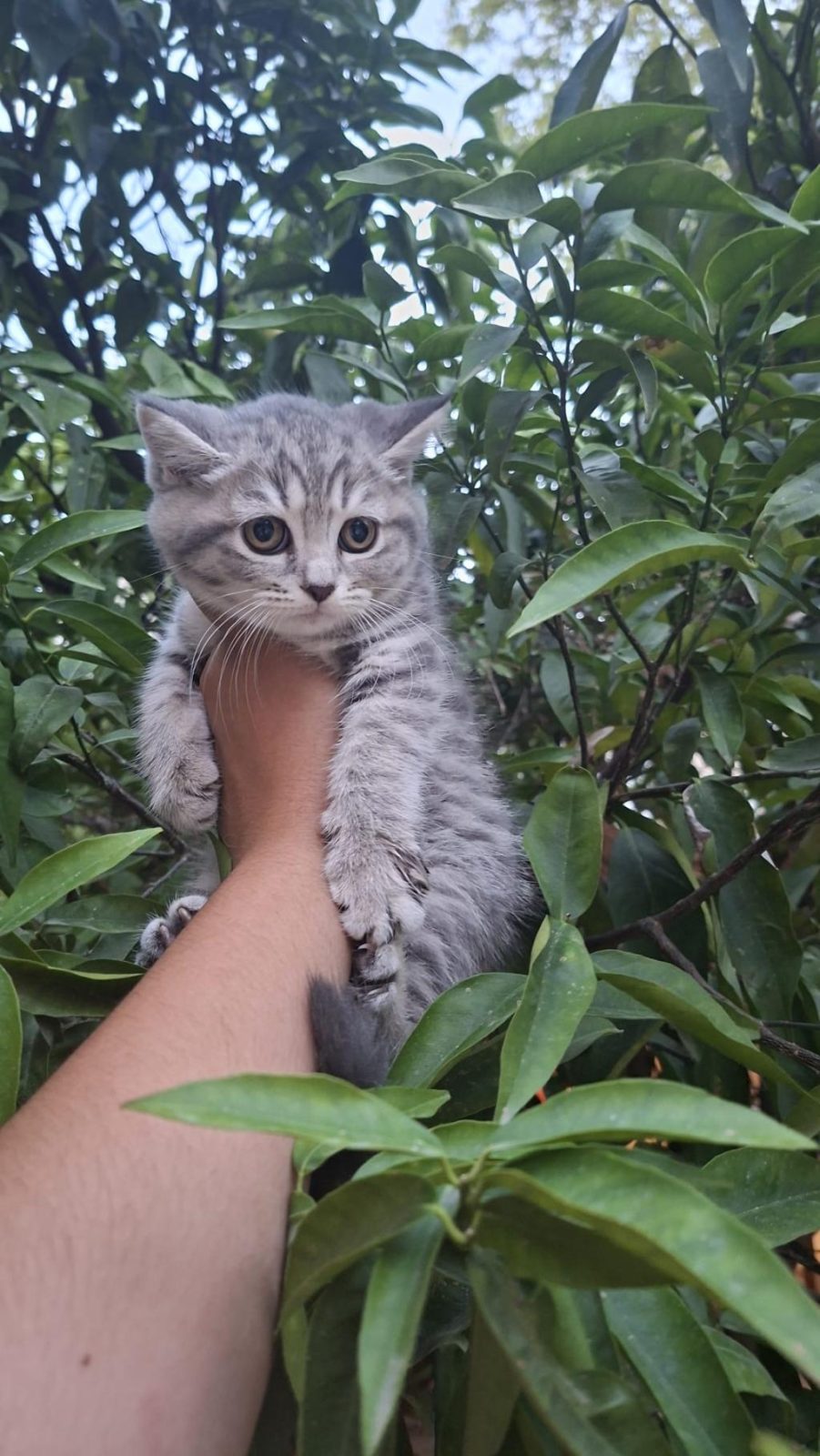 MİNİK YAVRU KEDİMİZ YENİ YUVASINI BEKLİYOR - British Shorthair - Antalya