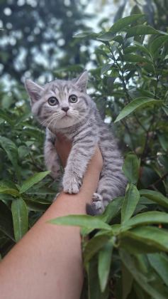 MİNİK YAVRU KEDİMİZ YENİ YUVASINI BEKLİYOR - British Shorthair - Antalya