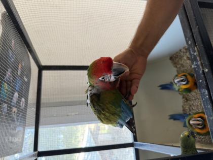 RESMİ BELGELİ CALİCO MACAW PAPAĞANI EL BESLEME YAVRU - Ara Macaw - İzmir