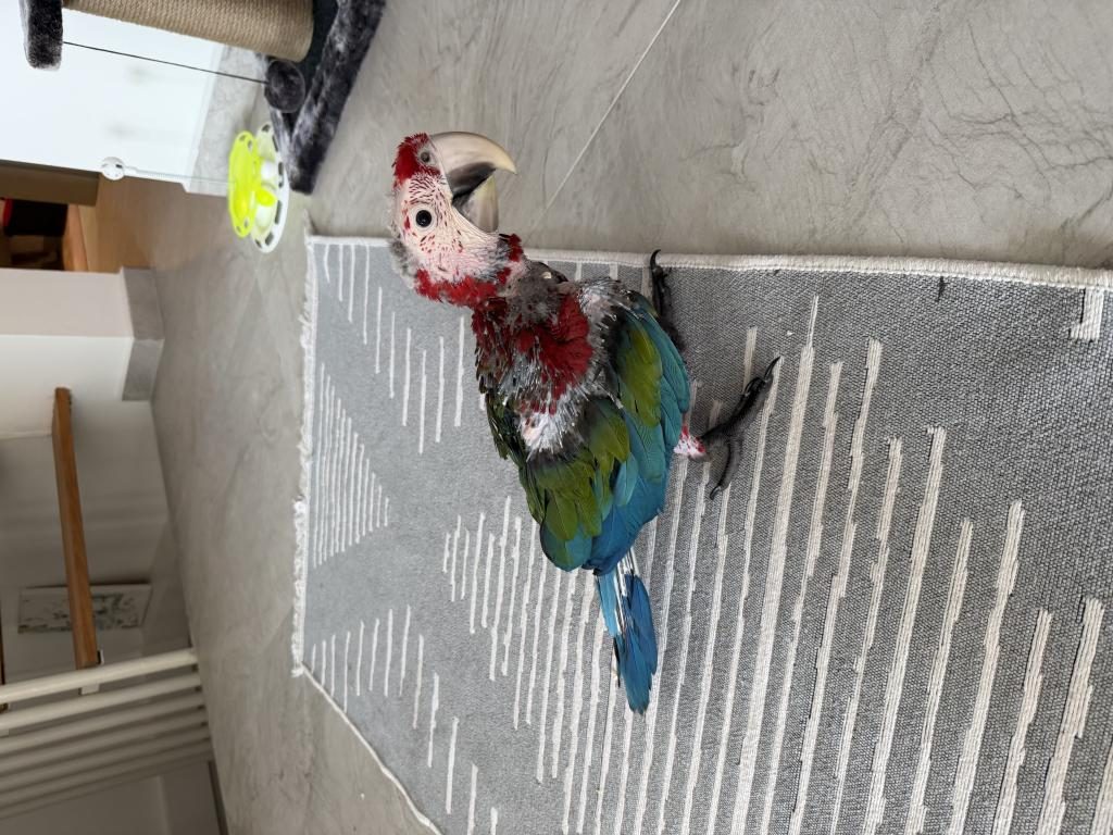 ORMAN BAKANLIĞI BELGELİ YAVRU EVCİL KIRMIZI MACAW - Ara Macaw - İzmir