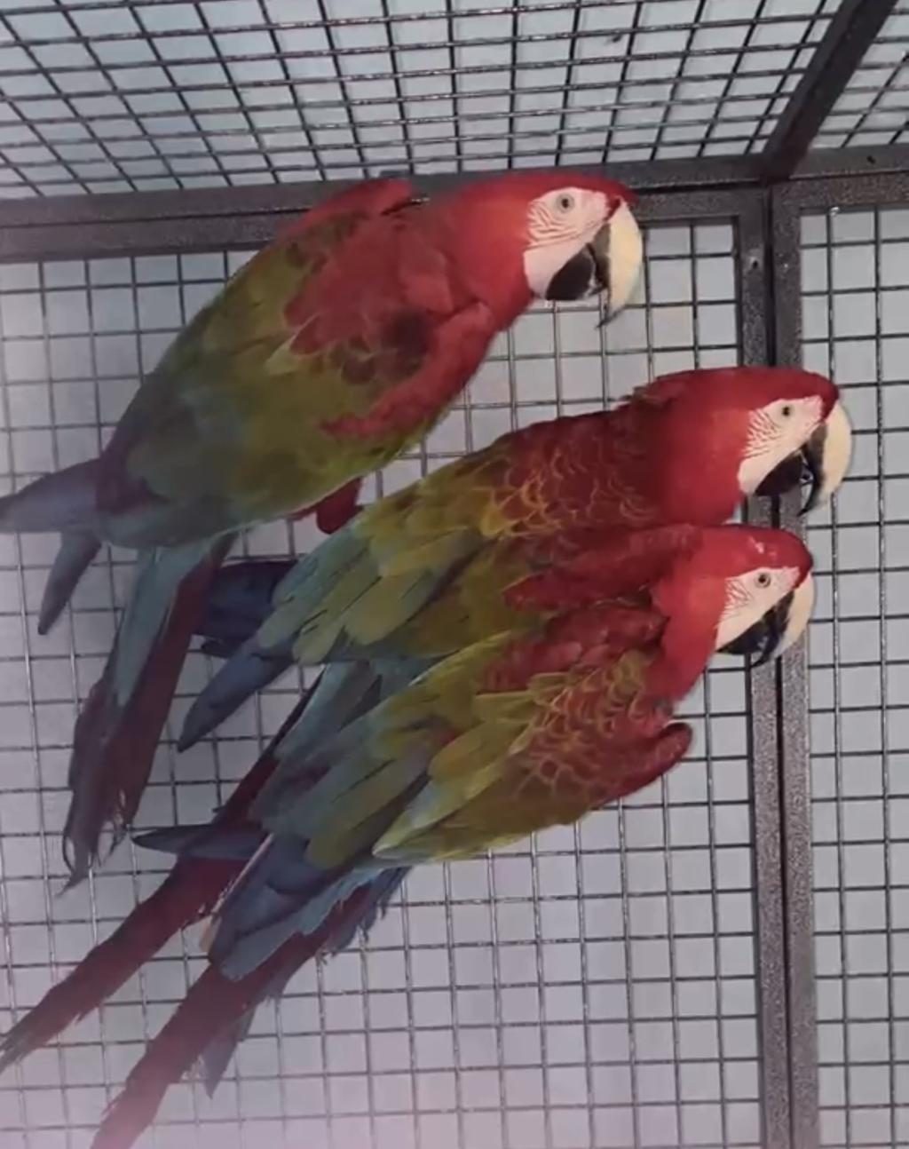 ORMAN BAKANLIĞI BELGELİ KIRMIZI MACAW PAPAĞAN