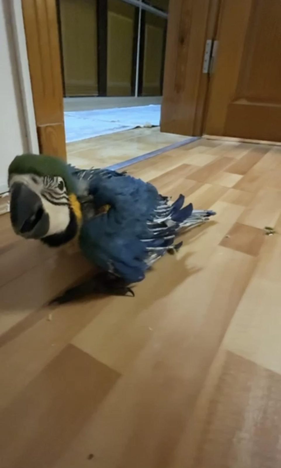 ORMAN BAKANLIĞI BELGELİ YAVRU EVCİL SARI MACAW PAPAĞANI