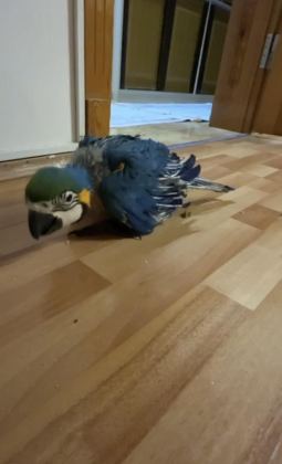 ORMAN BAKANLIĞI BELGELİ YAVRU EVCİL SARI MACAW PAPAĞANI - Ara Macaw - İzmir
