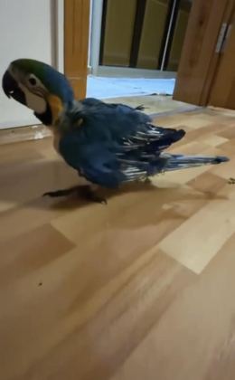 ORMAN BAKANLIĞI BELGELİ YAVRU EVCİL SARI MACAW PAPAĞANI - Ara Macaw - İzmir