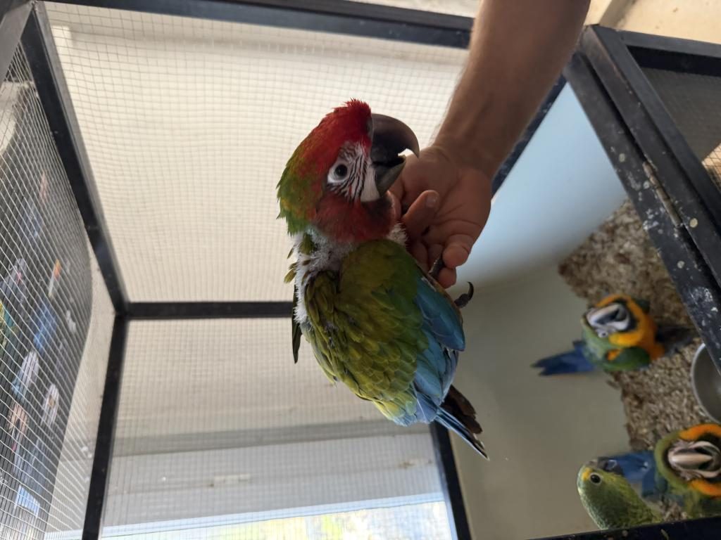 RESMİ BELGELİ CALİCO MACAW PAPAĞANI EL BESLEME YAVRU