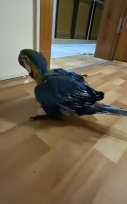 ORMAN BAKANLIĞI BELGELİ YAVRU EVCİL SARI MACAW PAPAĞANI - Ara Macaw - İzmir