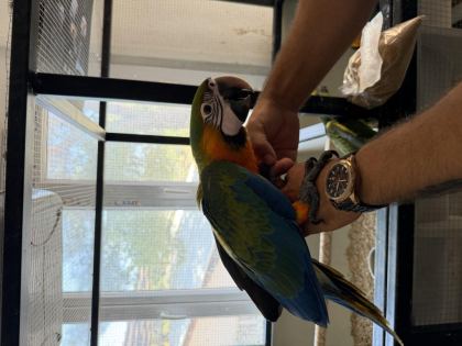 RESMİ BELGELİ YAVRU CATALİNA HİBRİT MACAW PAPAĞANI - Ara Macaw - İzmir