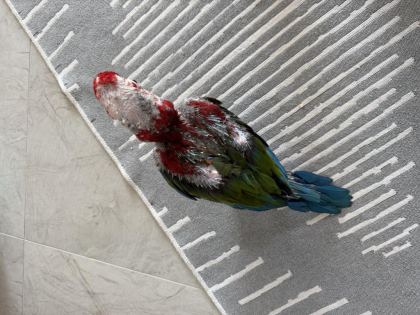 ORMAN BAKANLIĞI BELGELİ YAVRU EVCİL KIRMIZI MACAW - Ara Macaw - İzmir