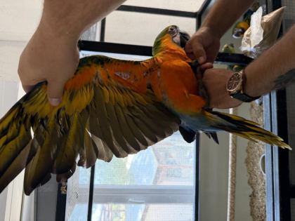 RESMİ BELGELİ YAVRU CATALİNA HİBRİT MACAW PAPAĞANI - Ara Macaw - İzmir