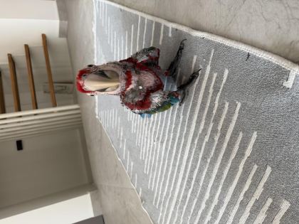 ORMAN BAKANLIĞI BELGELİ YAVRU EVCİL KIRMIZI MACAW - Ara Macaw - İzmir