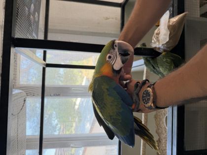 RESMİ BELGELİ YAVRU CATALİNA HİBRİT MACAW PAPAĞANI - Ara Macaw - İzmir