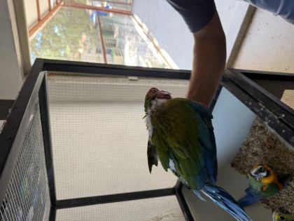 RESMİ BELGELİ CALİCO MACAW PAPAĞANI EL BESLEME YAVRU - Ara Macaw - İzmir