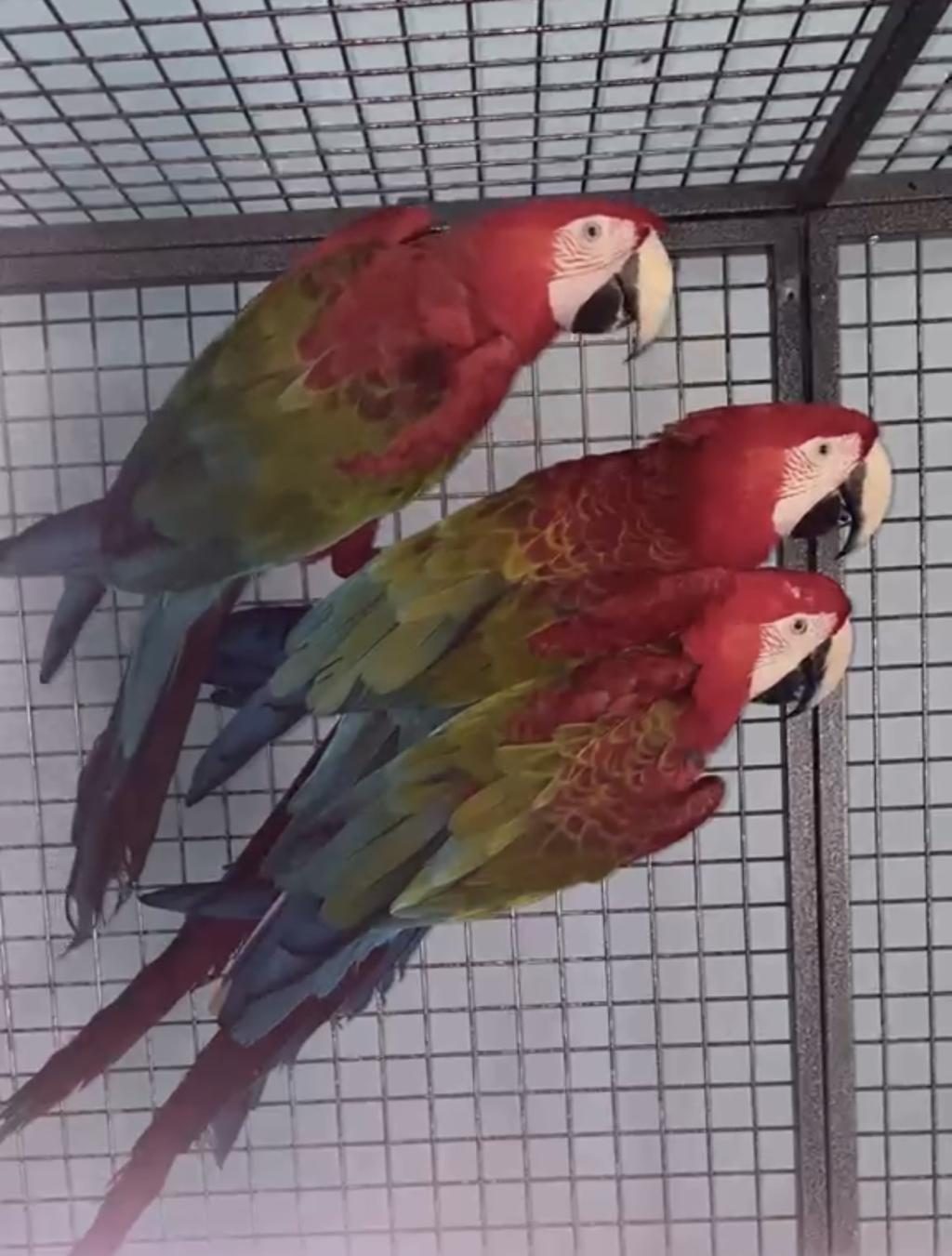 RESMİ BELGELİ YAVRU KIRMIZI MACAW PAPAĞANLARI