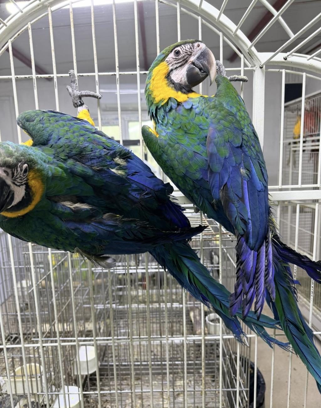 ORMAN BAKANLIĞI BELGELİ YAVRU HARLİGOLD MACAW PAPAĞANI