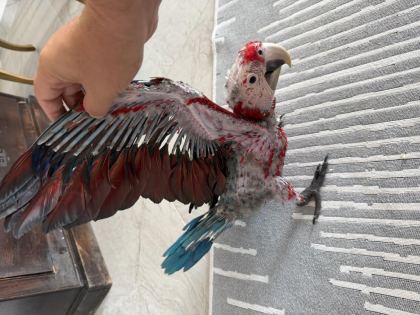 ORMAN BAKANLIĞI BELGELİ YAVRU EVCİL KIRMIZI MACAW - Ara Macaw - İzmir