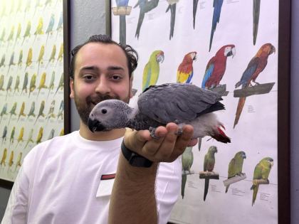 BELGELİ FATURALI BEBEK JAKO PAPAĞANI YAVRULARIMIZ