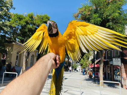 EVCİL EĞİTİMLİ KONUŞAN SARI LACİVERT MACAW PAPAĞANI - Ara Macaw - İstanbul