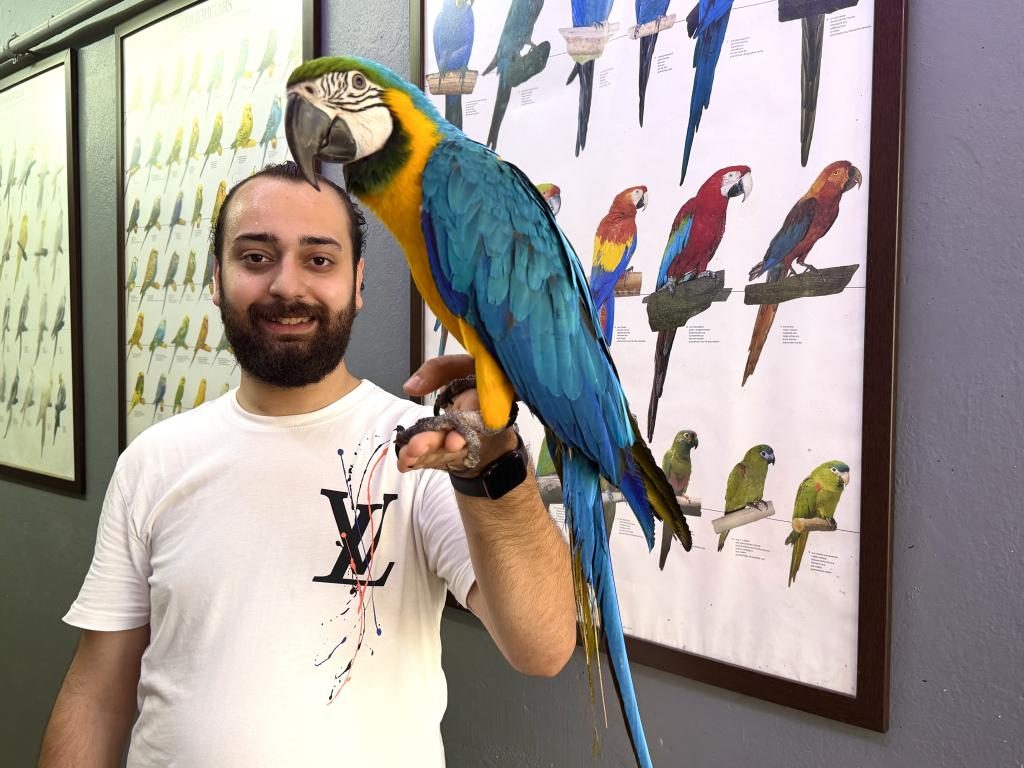 FULL EVCİL EĞİTİMLİ SARILACİVERT MACAW PAPAĞANIMIZ