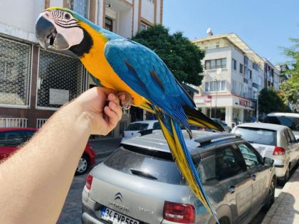 EVCİL EĞİTİMLİ KONUŞAN SARI LACİVERT MACAW PAPAĞANI - Ara Macaw - İstanbul