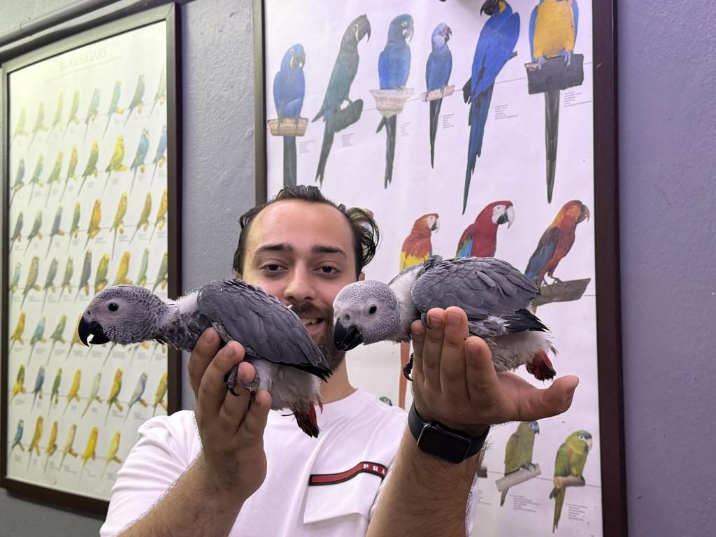BELGELİ FATURALI BEBEK JAKO PAPAĞANI YAVRULARIMIZ