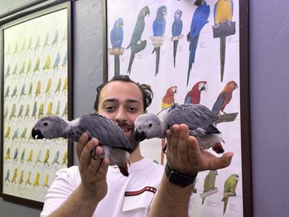 BELGELİ FATURALI BEBEK JAKO PAPAĞANI YAVRULARIMIZ