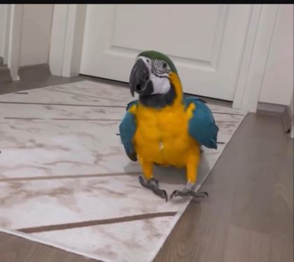 FULL EVCİL KONUŞAN ARA MACAW - Ara Macaw - Zonguldak
