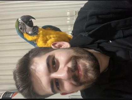 FULL EVCİL KONUŞAN ARA MACAW - Ara Macaw - Zonguldak