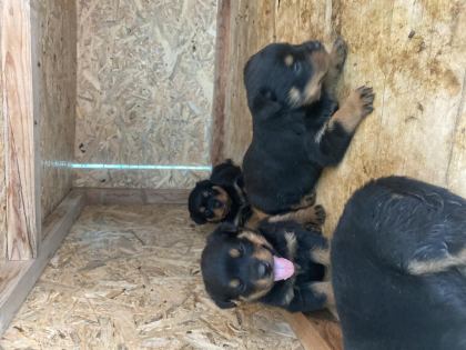 ŞECERELİ BABADAN REZERVEYE AÇIK ROTTWEİLER YAVRULAR - Rottweiler - Konya