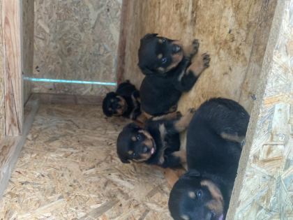 ŞECERELİ BABADAN REZERVEYE AÇIK ROTTWEİLER YAVRULAR - Rottweiler - Konya
