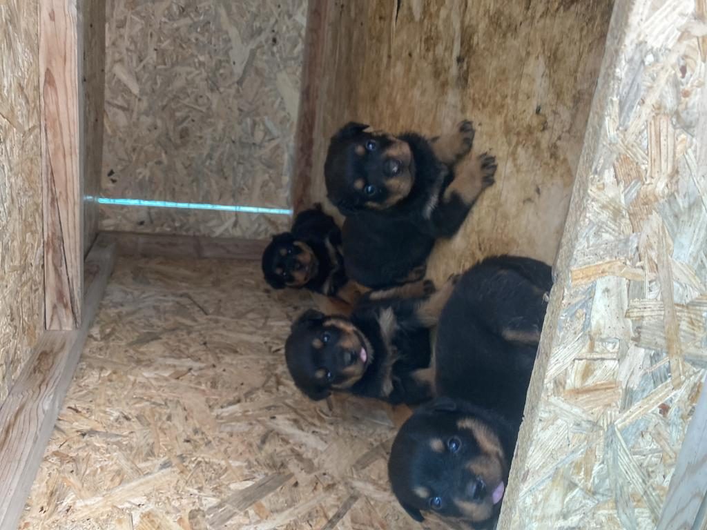 ŞECERELİ BABADAN REZERVEYE AÇIK ROTTWEİLER YAVRULAR - Rottweiler - Konya