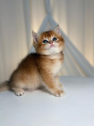 GOLDEN BRİTİSH SHORTHAİR - British Shorthair - Mersin