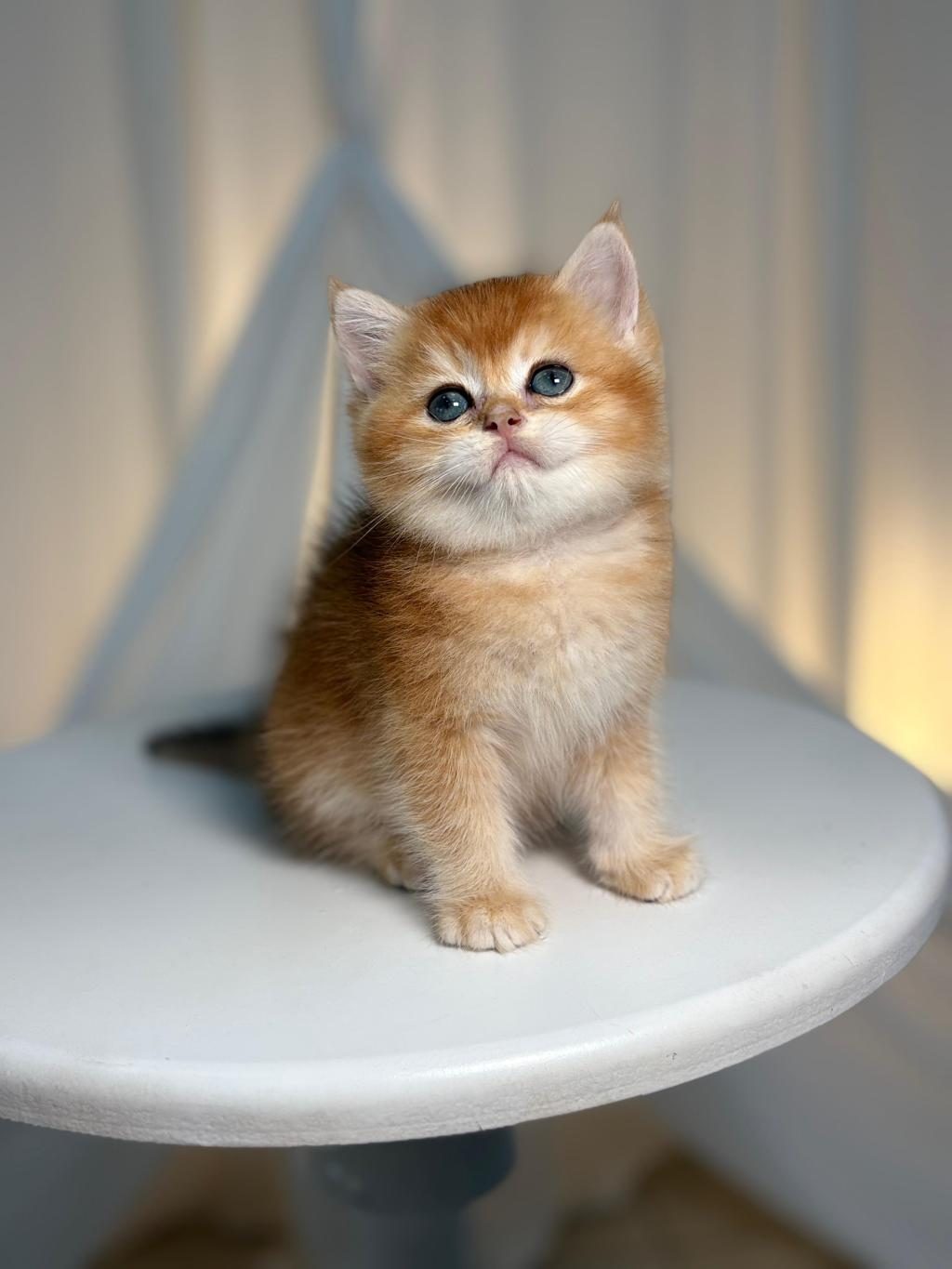 GOLDEN BRİTİSH SHORTHAİR - British Shorthair - Mersin