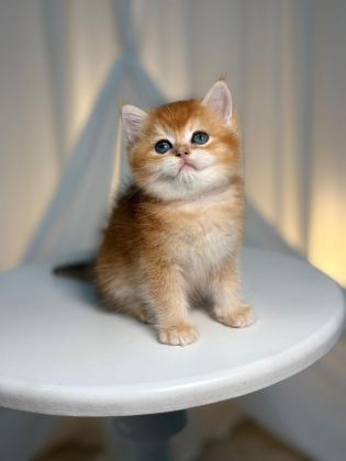 GOLDEN BRİTİSH SHORTHAİR - British Shorthair - Mersin