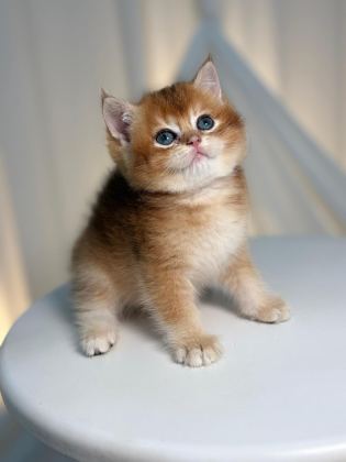 GOLDEN BRİTİSH SHORTHAİR - British Shorthair - Mersin