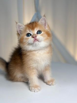 GOLDEN BRİTİSH SHORTHAİR - British Shorthair - Mersin
